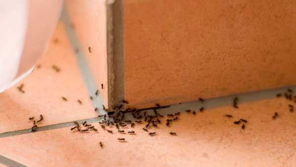 Откуда в квартире берутся муравьи в вартире