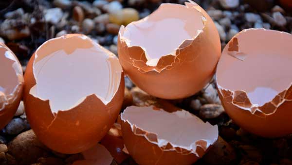 властивості яєчної шкаралупи